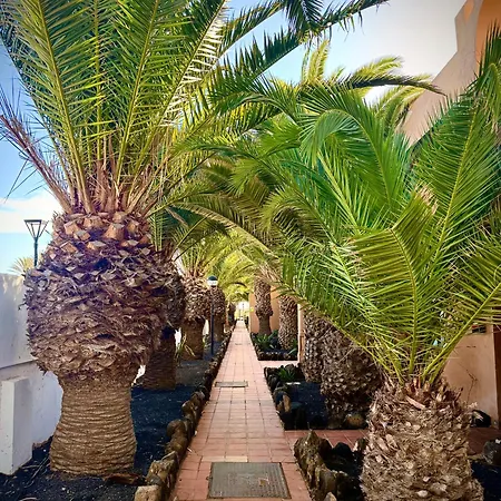 Onix Corralejo